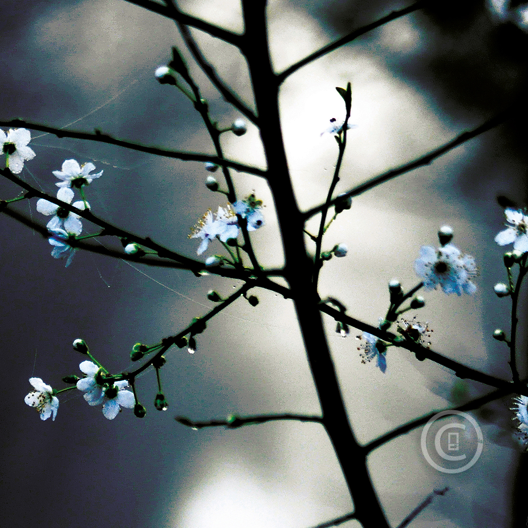 CHEMIN PROMETTEUR Photos d'art : Fichiers numériques, affiches et tirages d'art