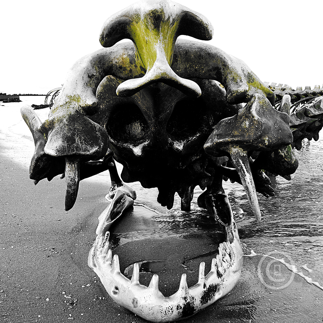 SERPENT D'OCÉAN Photos d'art : Fichiers numériques, affiches et tirages d'art