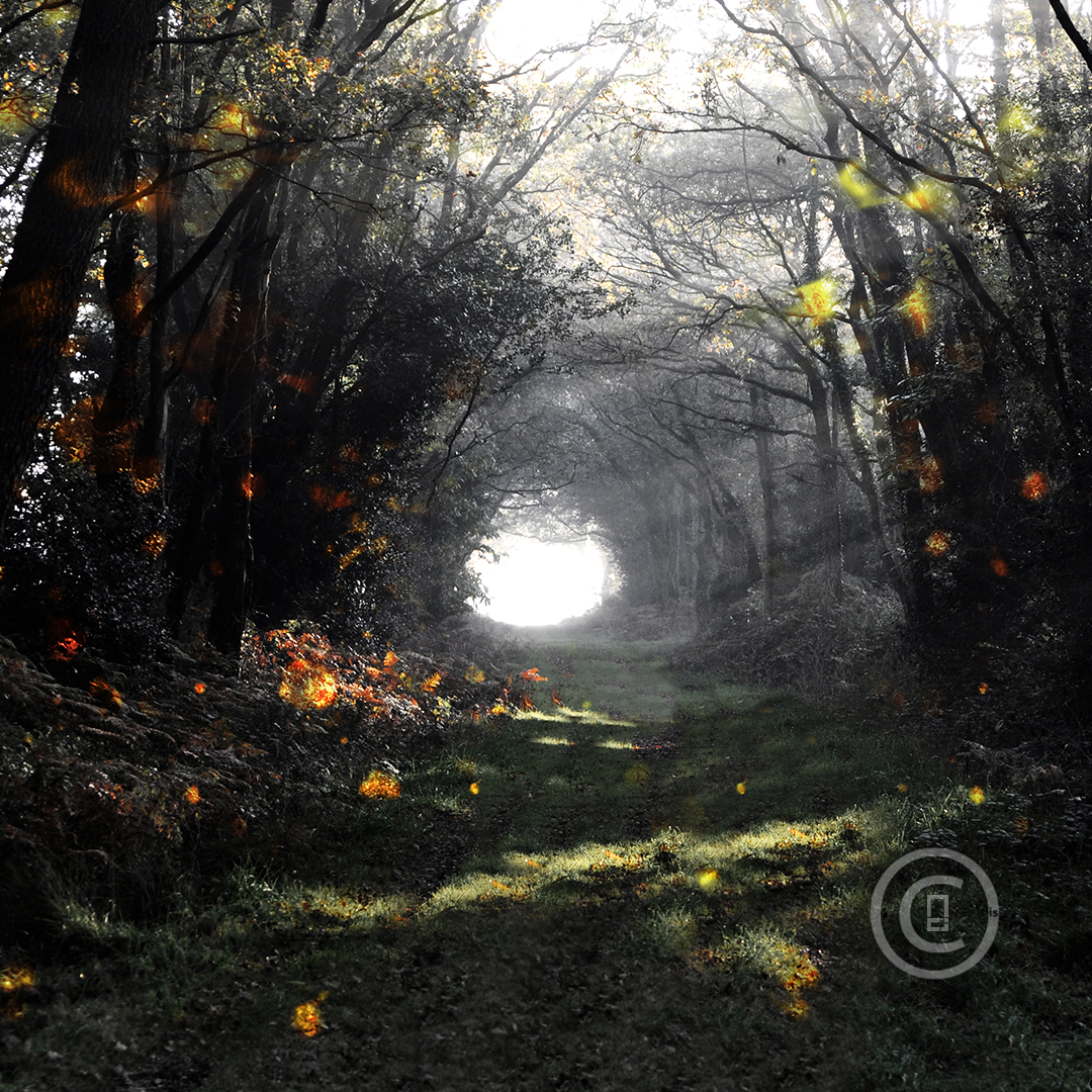 ESPRIT D'AUTOMNE Photos d'art : Fichiers numériques, affiches et tirages d'art