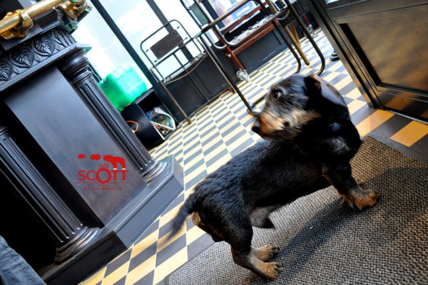 Spot CAFÉ SCOTT 002